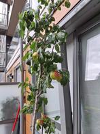 appelboom  ballerina uitvoering, Tuin en Terras, Planten | Bomen, Overige soorten, Lente, 100 tot 250 cm, Ophalen