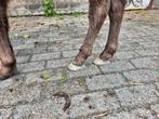 Hoefsmid aangeboden, Dieren en Toebehoren, Paarden en Pony's | Verzorgingsproducten, Ophalen of Verzenden, Zo goed als nieuw