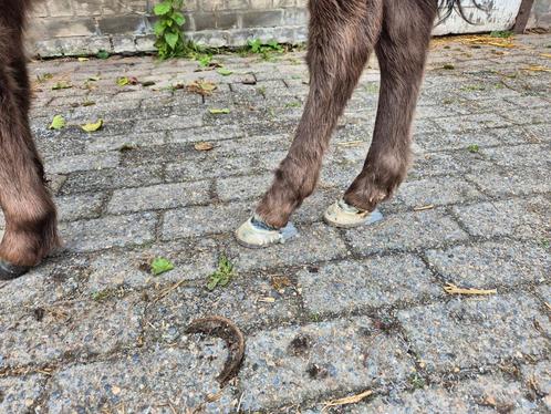 Hoefsmid aangeboden, Dieren en Toebehoren, Paarden en Pony's | Verzorgingsproducten, Zo goed als nieuw, Ophalen of Verzenden