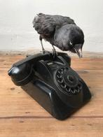 Kouw op bakeliet telefoon - taxidermy, Ophalen, Vogel, Opgezet dier