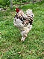 Brahma groot haan, Dieren en Toebehoren, Pluimvee, Mannelijk, Kip