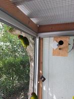 Jonge roodvoorhoofd kakariki's juni 2025, Dieren en Toebehoren, Vogels | Parkieten en Papegaaien, Meerdere dieren, Parkiet, Geringd