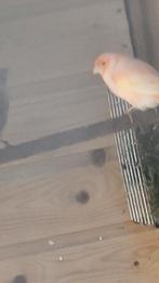 Rood mozaiek man 2025, Dieren en Toebehoren, Mannelijk