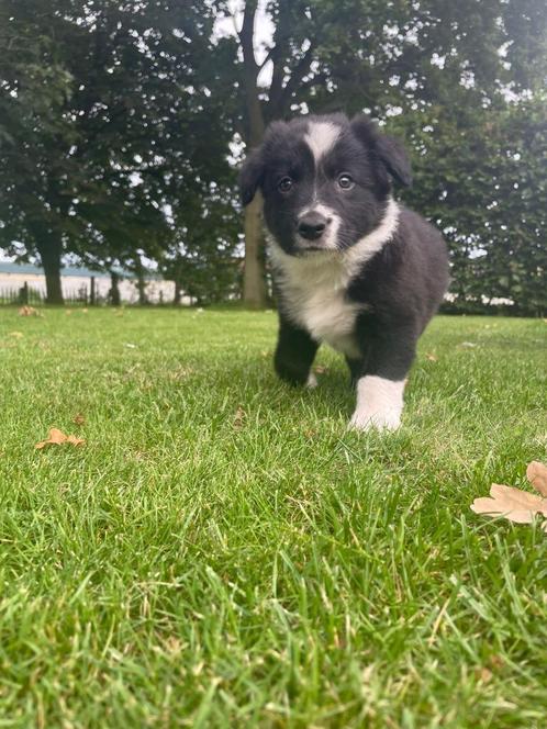 Bordercollie pups te koop, Dieren en Toebehoren, Honden | Herdershonden en Veedrijvers, Reu, Collie, Particulier, Meerdere, België