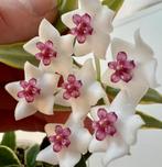 Hoya lanceolata subsp. bella ‘Anneke Buis’, Overige soorten, In pot, Minder dan 100 cm, Bloeiende kamerplant