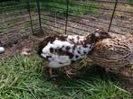 Japanse kwartel hanen, Dieren en Toebehoren, Pluimvee, Mannelijk, Overige soorten