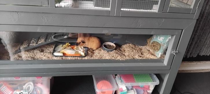 Cavia s, Dieren en Toebehoren, Knaagdieren, Mannelijk, Cavia, December, Tam