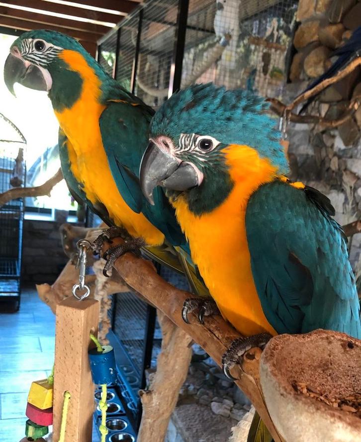 Tamme baby Blauwkeel Ara's met DNA en getest op alle ziektes, Dieren en Toebehoren, Vogels | Parkieten en Papegaaien, Papegaai