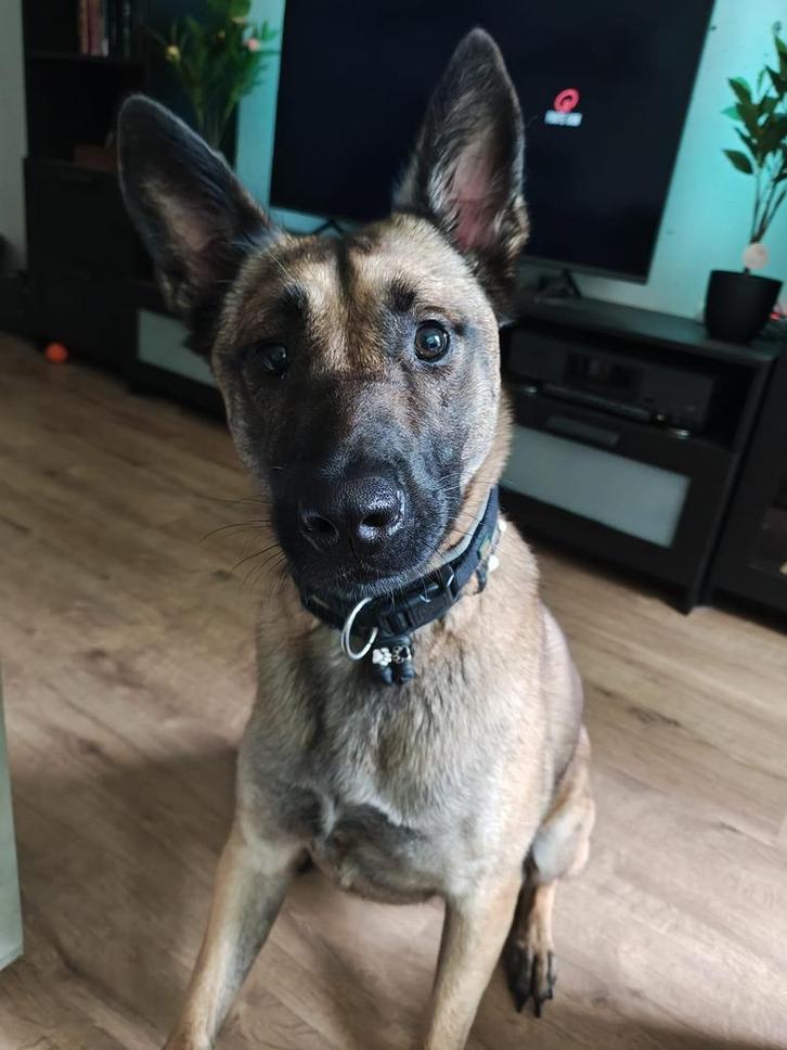Hailey, Dieren en Toebehoren, Honden | Herdershonden en Veedrijvers, Teef, Herder, Particulier, Eén hond, Nederland, 1 tot 2 jaar