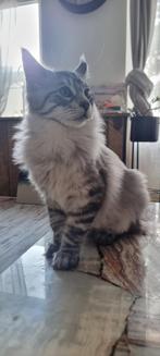 Black Silver Classic Tabby Maine Coon 6 mnd, Kater, Gechipt, 0 tot 2 jaar