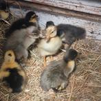 Indische loopeendjes pulletjes geboren, Meerdere dieren, Eend