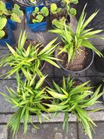leliegras/€1,50/p/plant/tuin/terras/bloempotten/bloembakken, Ophalen, Zomer, Overige soorten, Volle zon