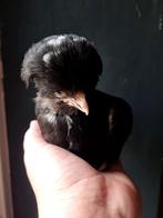Padua / Kuifhoender 3 hennen, Dieren en Toebehoren, Pluimvee, Meerdere dieren, Eend