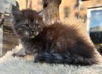 Prachtige Siberische Kitten poesje met stamboom, Dieren en Toebehoren, Katten en Kittens | Raskatten | Langhaar, Meerdere dieren