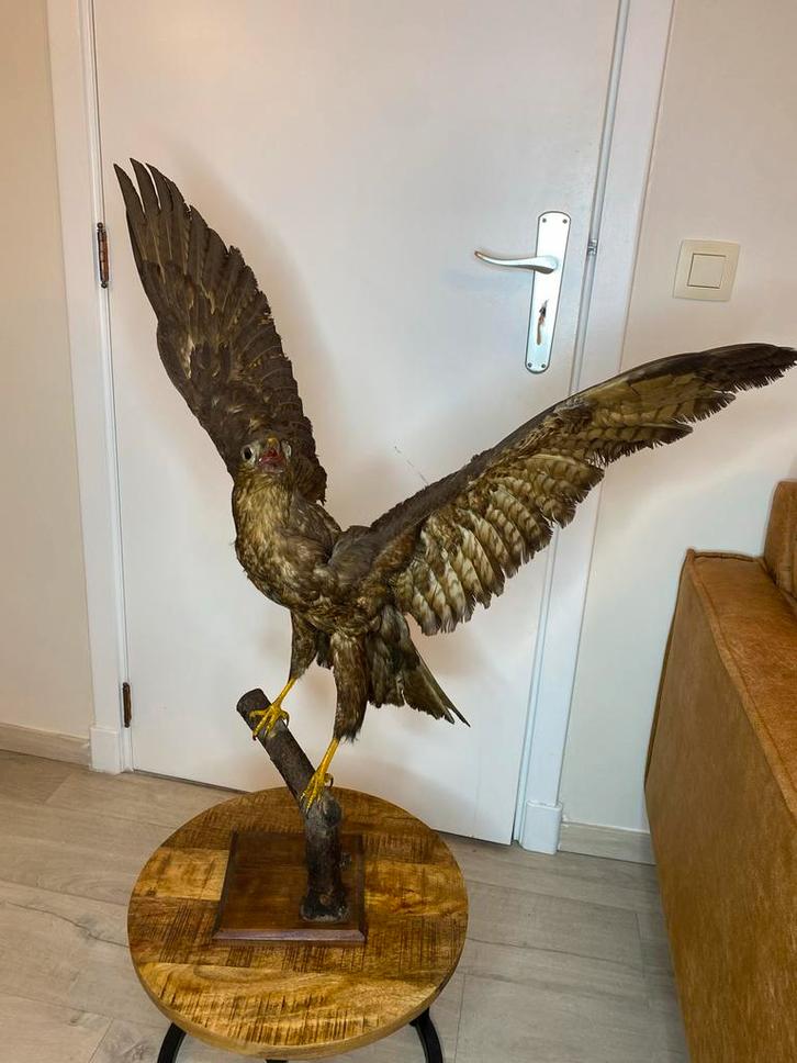 Taxidermie Buizerd - Prachtig Opgezet!, Antiek en Kunst, Kunst | Beelden en Houtsnijwerken, Ophalen of Verzenden