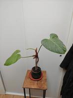 Philodendron fuzzy, Ophalen, Halfschaduw, Minder dan 100 cm