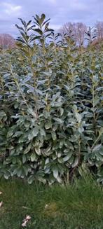 Prunus laurocerasus 'Novita', Tuin en Terras, Planten | Struiken en Hagen, Ophalen, Laurier