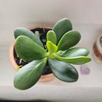 Jade stek, Verzenden, Overige soorten, Minder dan 100 cm