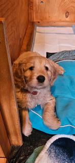 Double Doodle puppy's, blond en heel fluffy., Dieren en Toebehoren, Honden | Niet-rashonden, Parvo, 8 tot 15 weken, Meerdere, Meerdere dieren