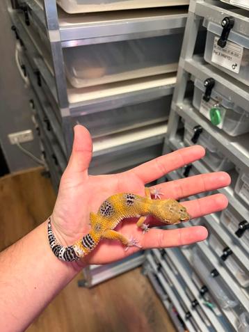 1.0 black night manderin tangerine 66% tremper luipaardgekko beschikbaar voor biedingen