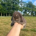 De liefste jonge konijntjes! Dwerg Hangoor NHD, Meerdere dieren, Dwerg, Hangoor, 0 tot 2 jaar