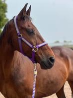 Verzorgpaard aangeboden, verzorgster gezocht, Ophalen of Verzenden