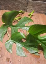 Montstera Minima, Huis en Inrichting, Kamerplanten, Ophalen of Verzenden, Halfschaduw, Minder dan 100 cm