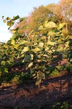 Cercis canadensis en chinensis/ judasboom, Tuin en Terras, Planten | Bomen, Ophalen, Halfschaduw, Overige soorten, 100 tot 250 cm