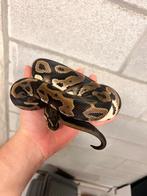 Koningspython, Dieren en Toebehoren, Reptielen en Amfibieën, Slang, 0 tot 2 jaar