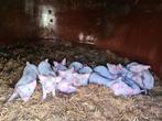Biggen Nederlands Landvarken, Dieren en Toebehoren, Schapen, Geiten en Varkens, Meerdere dieren, Varken, 0 tot 2 jaar