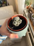Cactus (Lophophora caespitosa), Ophalen of Verzenden, Minder dan 100 cm, In pot, Cactus