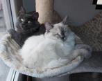 Hypoallergeen Neva Masquerade en Siberische Kittens, Dieren en Toebehoren, Katten en Kittens | Raskatten | Langhaar, Poes, Gechipt