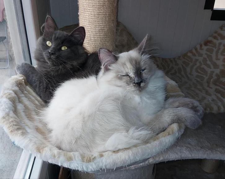 Hypoallergeen Neva Masquerade en Siberische Kittens, Dieren en Toebehoren, Katten en Kittens | Raskatten | Langhaar, Poes, 0 tot 2 jaar