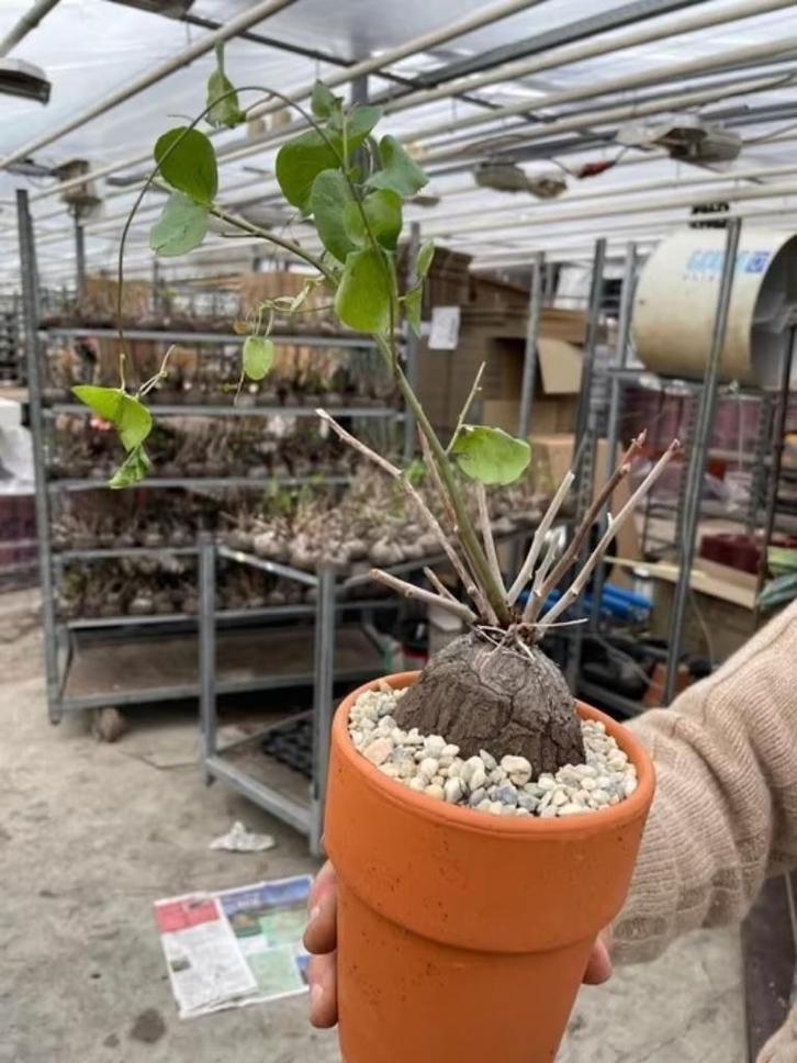 Caudex Dioscorea Elephantipes in de 12cm terracottapot., Huis en Inrichting, Kamerplanten, Overige soorten, Minder dan 100 cm
