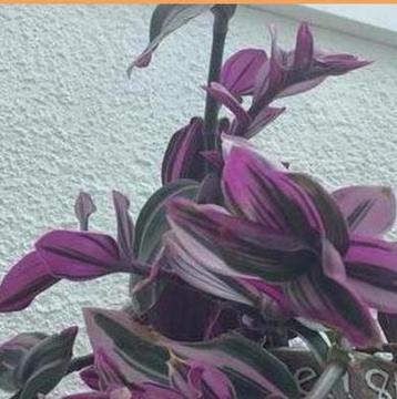 Tradescantia roze,groen,paars   beschikbaar voor biedingen