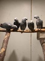 Grijze roodstaarten 2025, Dieren en Toebehoren, Vogels | Parkieten en Papegaaien, Meerdere dieren, Papegaai, Geringd