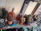 Cactussen, Ophalen, Zomer, Overige soorten, Volle zon