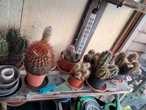 Cactussen, Tuin en Terras, Planten | Tuinplanten, Overige soorten, Volle zon, Zomer, Ophalen