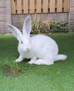 Chromis zoekt een huisje! (ram gecastreerd en gevaccineerd), Dieren en Toebehoren, Mannelijk, Groot, 0 tot 2 jaar
