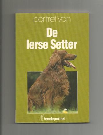 Portret van De Ierse Setter beschikbaar voor biedingen