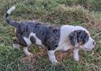 TK prachtige Old Englisch Bulldogpups, Dieren en Toebehoren, Bulldog, Meerdere, Meerdere dieren, Nederland