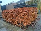 Beukenhaag, Tuin en Terras, Planten | Struiken en Hagen, Ophalen, Beukenhaag, 100 tot 250 cm