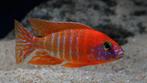 Aulonocara Red rubin. ( eigen fotos kweekman), Vis