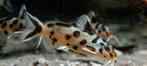 Synodontis Polli White Zambia  2cm Tanganyika Cichliden, Vis