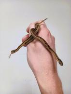 Roodflank kousenbandslangen – 2025 geboren, Dieren en Toebehoren, Slang, 0 tot 2 jaar