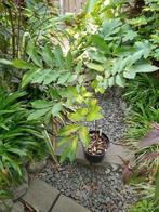 Pecan boompje te koop., Ophalen, Minder dan 100 cm, Overige soorten, Volle zon