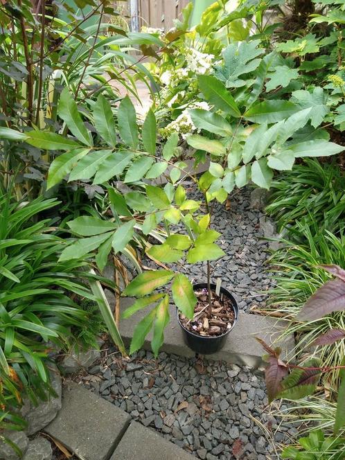 Pecan boompje te koop., Tuin en Terras, Planten | Fruitbomen, Overige soorten, Minder dan 100 cm, Volle zon, Zomer, Ophalen