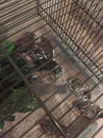 Chinese dwergkwartels haantjes, Dieren en Toebehoren, Meerdere dieren