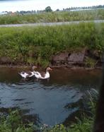 Twentse Landgans over jarige man en vrouw, Meerdere dieren, Gans of Zwaan