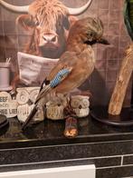 taxidermie opgezette Vlaamse gaai, Verzamelen, Dierenverzamelingen, Ophalen of Verzenden, Zo goed als nieuw, Vogel, Opgezet dier
